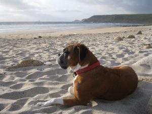 Sennan Cove Beach - Relaxed Dog